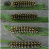 melit didyma larva3 volg2